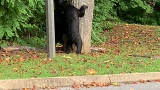 Bear-ing Around This Morning!