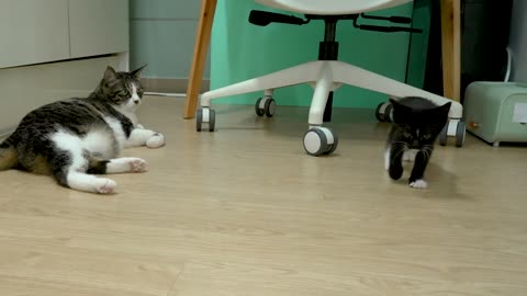 The Big Cat is Really Strict With Two Rescued Kittens │ Episode.17