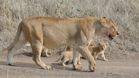 ORIGINAL AUDIO: ADORABLE! SIX LION CUBS enjoy their first outdoor adventure