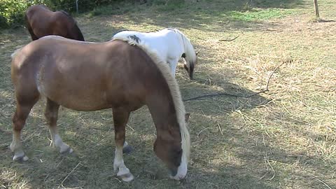 A nice Horse Family in Germany. August 2022