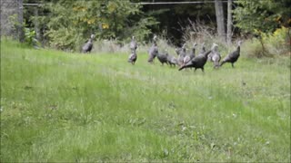 Turkey at the garden.
