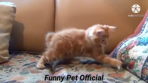Funny cat's reactions