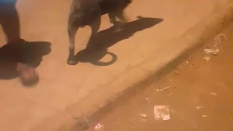 Dog Park in Dharavi || Rottweiler Labrador Daschund Cockier Spaniel || Dogs playing together.