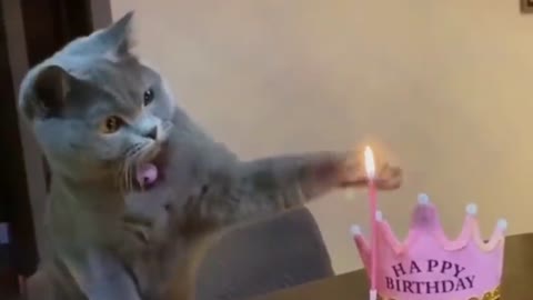 birthday cat - cat celebrating its birthday