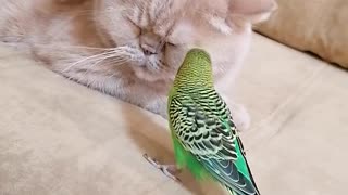 Кот и птица, милые животные #101