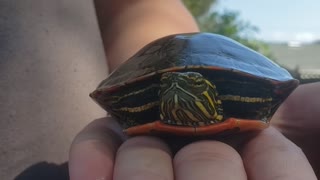 Just a turtle