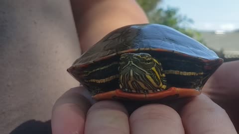 Just a turtle
