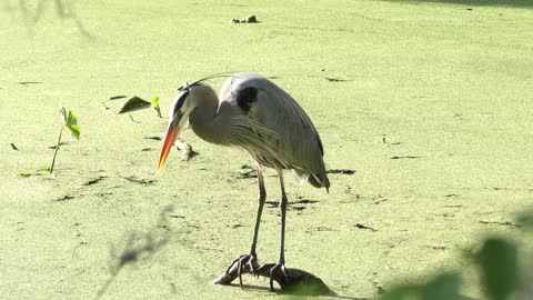 great blue heron grooming its feathers