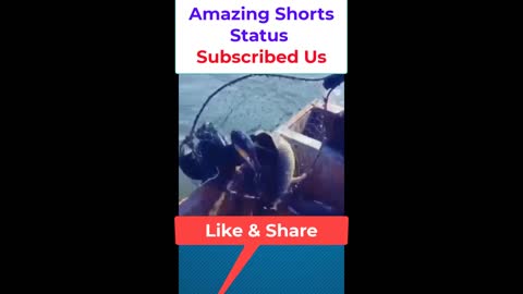 Duck caught Fish by Amazing Shorts Status #shorts #trending #Trend #viral