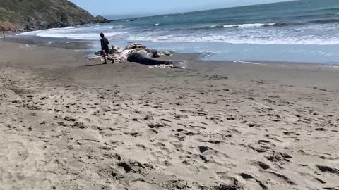 Decaying grey whale carcass at Muir beach, CA
