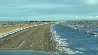 Wyoming’s Wild Horses