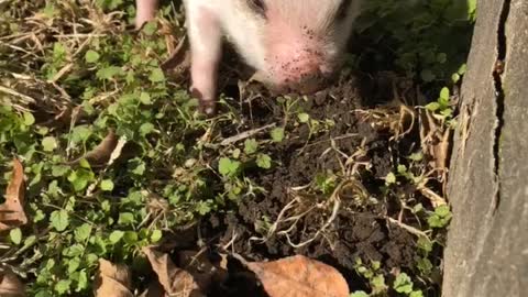 Peppa the pig just rooting around video!