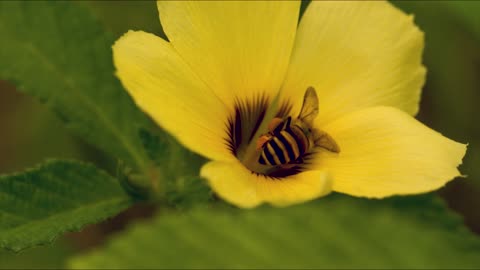 Look at this bee very pretty