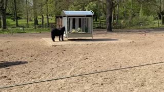 Horses in Duisburg Park