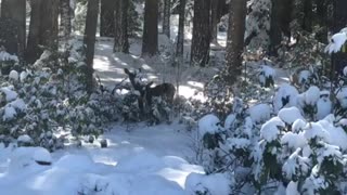 Deer in the snow coming for a visit