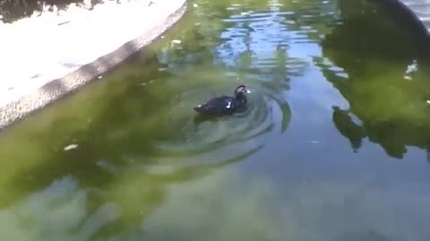 Pato relaxa no lago do parque para tomar um banho refrescante à tarde! [Nature & Animals]