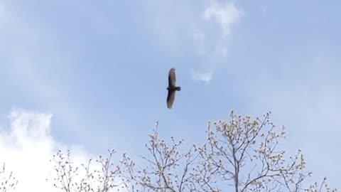 Large Bird Circling