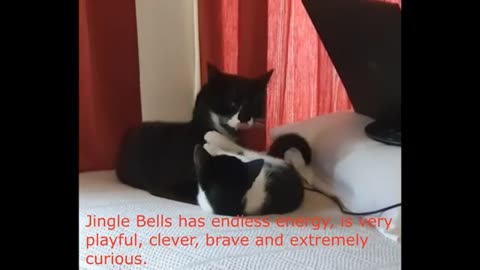 The Adventures of Jingle Bells - The Playfulness of a Seven Weeks Male Kitten