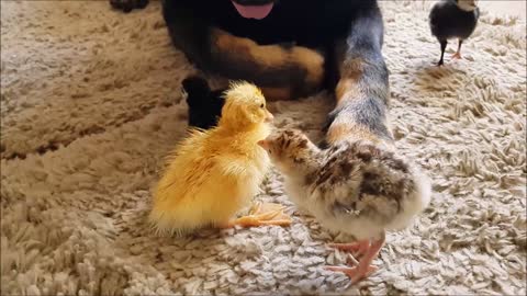 German Shepherd watches over turkey and duck hatchlings