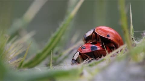 loving ladybugs