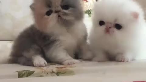 cute bebe cats