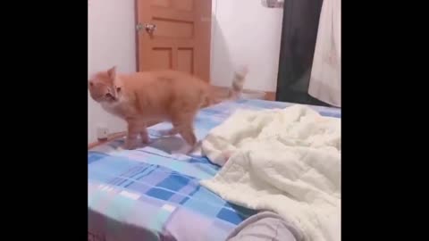 Very funny cats in world