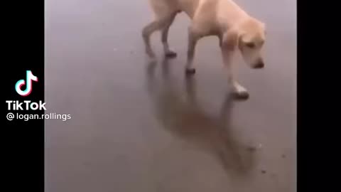 When dog like to dance