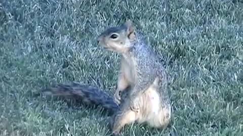 Squirrel after eating some bad mushrooms