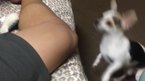 Small white dog tries to jump onto bed blocked by leg fail