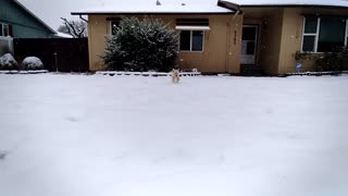 Puppy Runnng In The Snow
