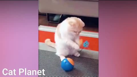 Cute cats 🐱 funny moments