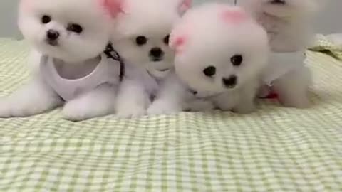 Cute and funny small dogs video