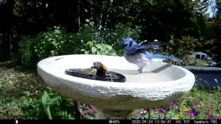 Long video of birds playing in the bird bath