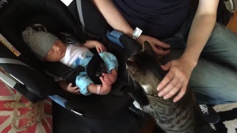 Cats Meeting Babies 4 first time