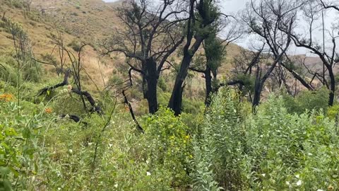 Sandstone Loop Trail - Malibu, Summer 2020