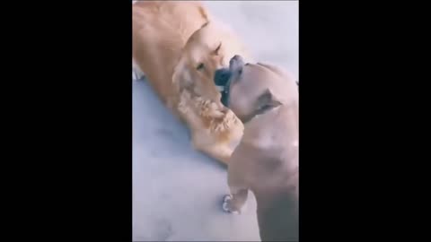 Dog VS Dog Funny Fight Funny Animal Video 2021 funny animals