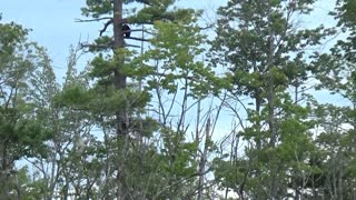 Black Bear Family Climbing Around in a Tall Tree
