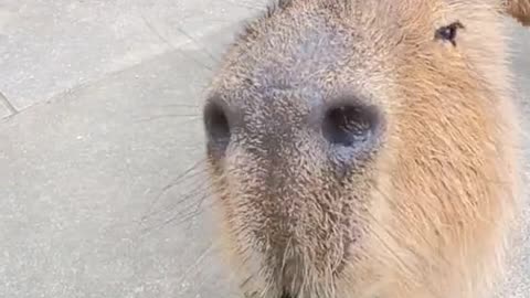 Capybara loves cucumber