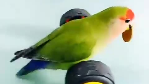 Cute parrot fun