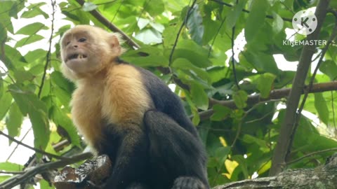 Monkey on the tree and play with her child, animals