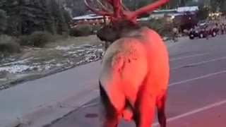 Bull Elk Talking Back