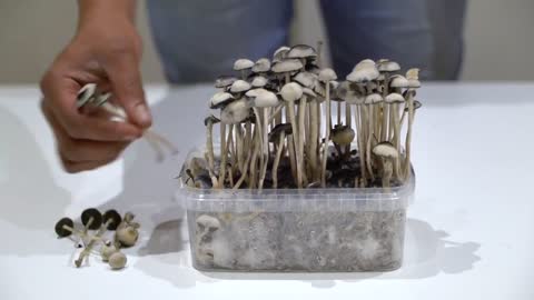 Copelandia Cyanescens Mushroom Grow Kit instructional Video Part 2