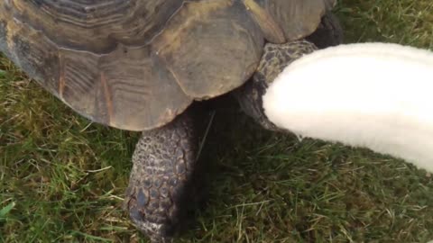 Tortoise eats Banana