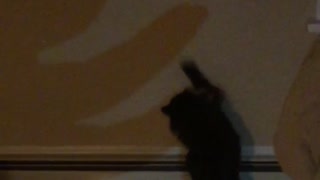 Black cat playing with shadow