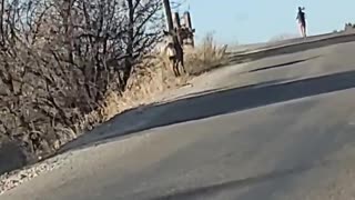 Deer Running Down the Road