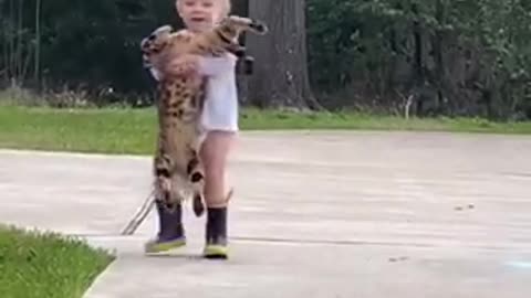 Cute Cat Playing With little Kid