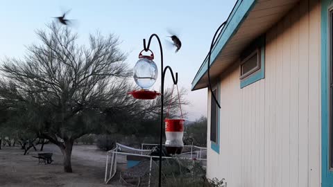 Playful hummingbirds