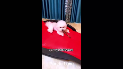 Gigantic Fluffy Poodle Dogs Love Being Carried Everywhere 😍Funny Cat And Dog Videos🐩 | Panda Love