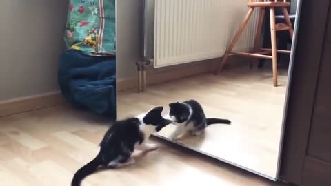 very funny cat and mirror