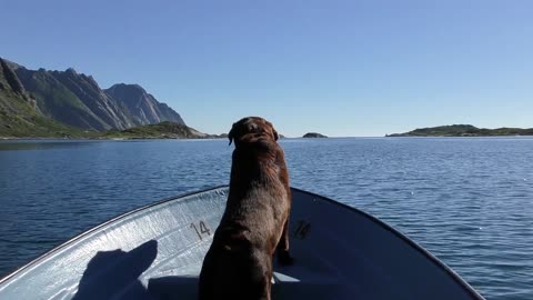 The coolest dog ever on a boat